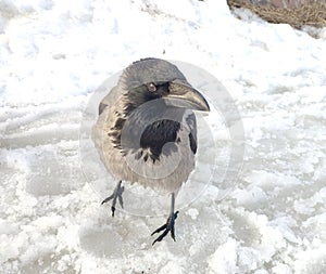 grey crow in the snow looks at the camera close-up