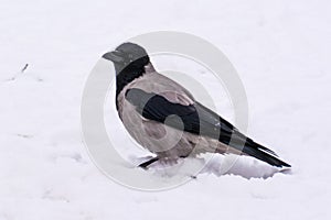 A grey crow in the street in winter.