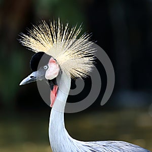 Grey Crown Crane Head Shot