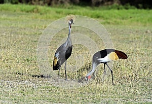 Grey Crowned