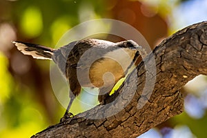Grey-crowned Babbler in Queensland Australia