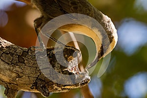 Grey-crowned Babbler in Queensland Australia