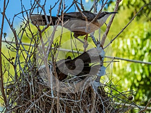 Grey-crowned Babbler in Queensland Australia