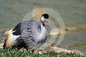 The grey crowned crane