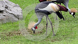 Grey Crowned Crane