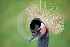 Grey Crowned Crane