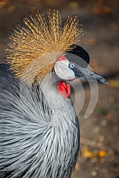 Grey crowned crane