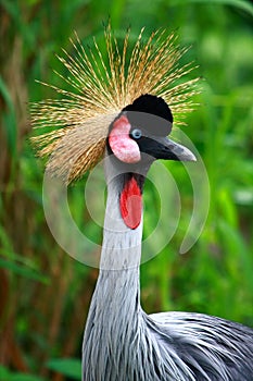 Grey Crowned Crane