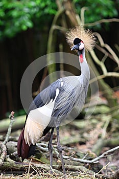 Grey Crowned Crane