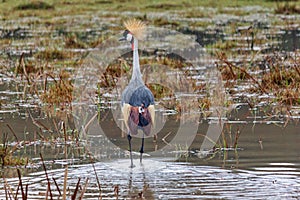 Grey Crowned Crane