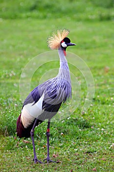 Grey Crowned Crane
