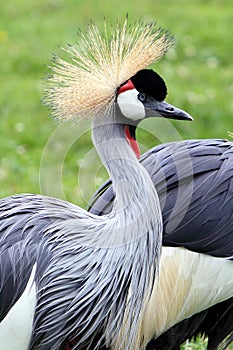 Grey Crowned Crane