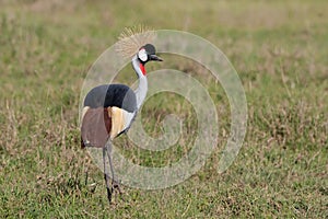 Grey crowned crane