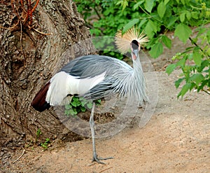 Grey Crowned Crane