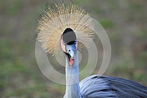 Grey crowned crane