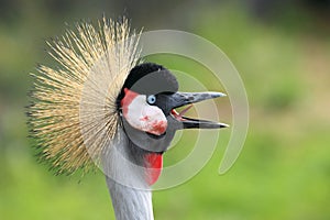 Grey Crowned Crane