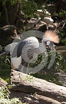 Grey crowned crane