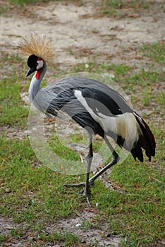 Grey Crowned Crane