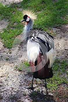 Grey Crowned Crane