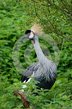 Grey Crowned Crane