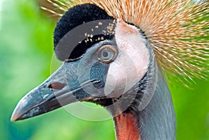 Grey Crowned Crane