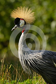 Grey Crowned Crane