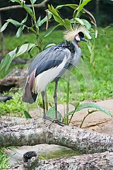 Grey Crowned Crane