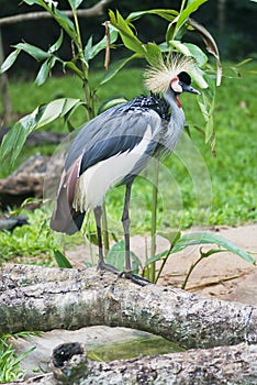 Grey Crowned Crane