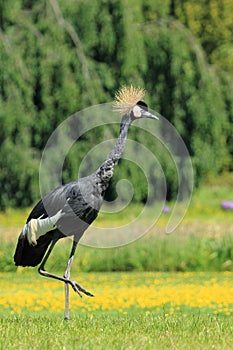 Grey crowned crane