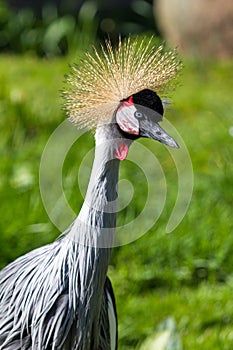 The Grey Crowned Crane