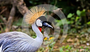 Grey crowned crane