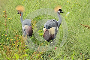 Grey crowned crane