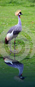 Grey Crowned Crane