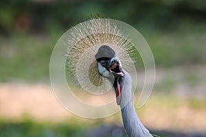 Grey Crowned Crane