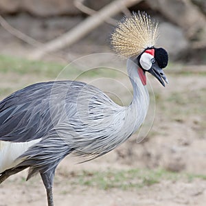 Grey Crowned Crane