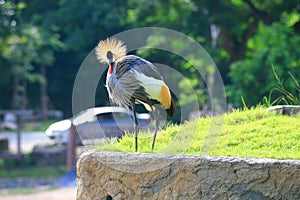 Grey crowned crane