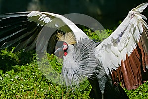 Grey Crowned Crane