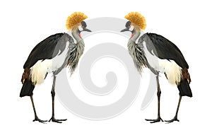 Grey Crowned Crane