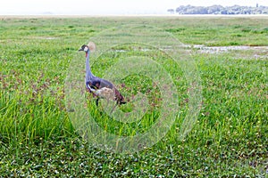 Grey-crowned crane