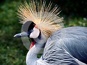 Grey Crowned Crane photo