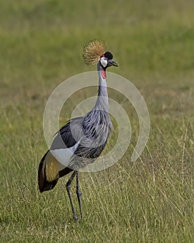 Grey Crowned Crane