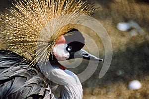 Grey Crowned Crane