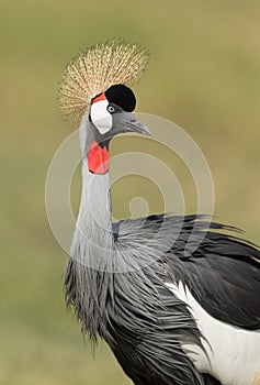 Grey Crowned Crane in Amboseli, Kenya