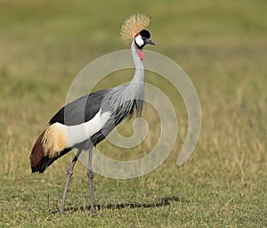Grey Crowned Crane in Amboseli National Park in Kenya