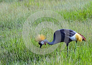 Grey crowned crane, Amboseli National Park, Kenya