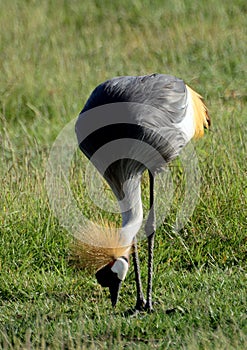 Grey crowned crane, Amboseli National Park, Kenya
