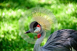 The grey crowned crane on the background of green grass in Iguacu National Park photo