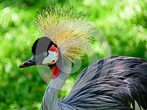 The grey crowned crane on the background of green grass in Iguacu National Park photo