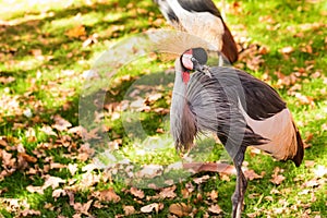 Grey Crowned Crane or Balearica pavonina in zoo