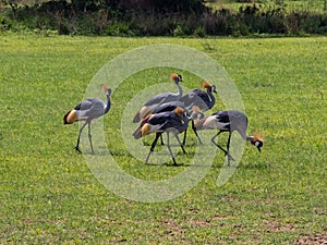 Grey crowned crane Balearica regulorum